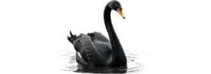 Cisne negro: un enfoque distinto sobre el riesgo y la incertidumbre
