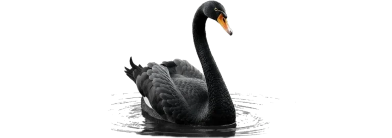 Cisne negro: un enfoque distinto sobre el riesgo y la incertidumbre
