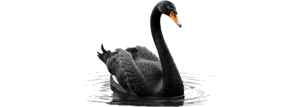 Cisne negro: un enfoque distinto sobre el riesgo y la incertidumbre